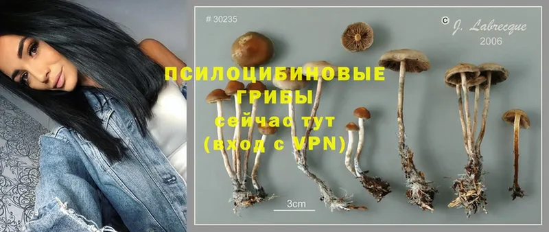 Псилоцибиновые грибы MAGIC MUSHROOMS  Кизел 